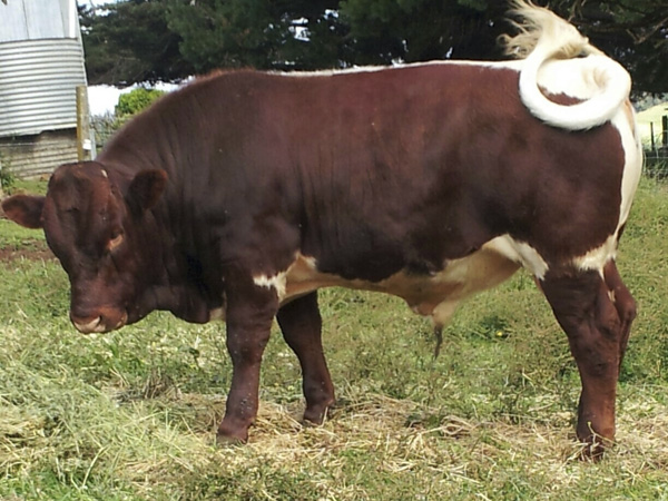 Australian Pinzgauer Bulls