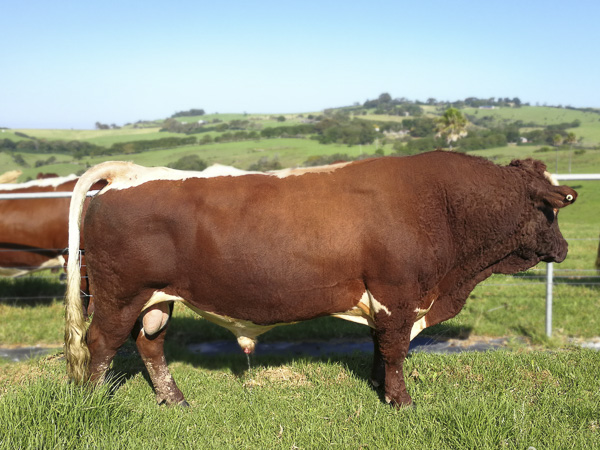 Australian Pinzgauer Bulls