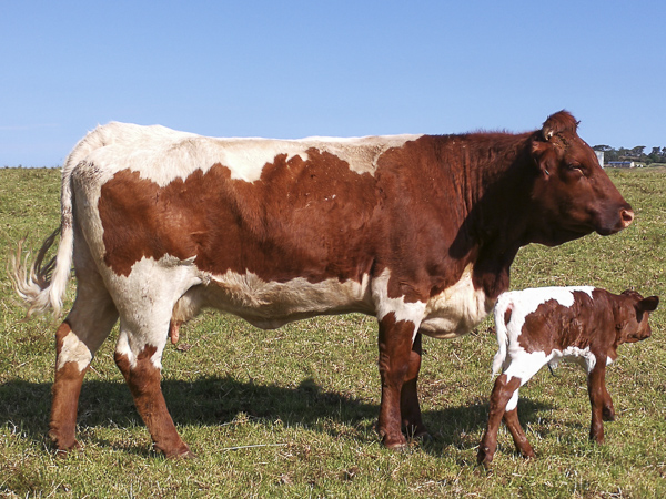 Pinzgauer Fertility