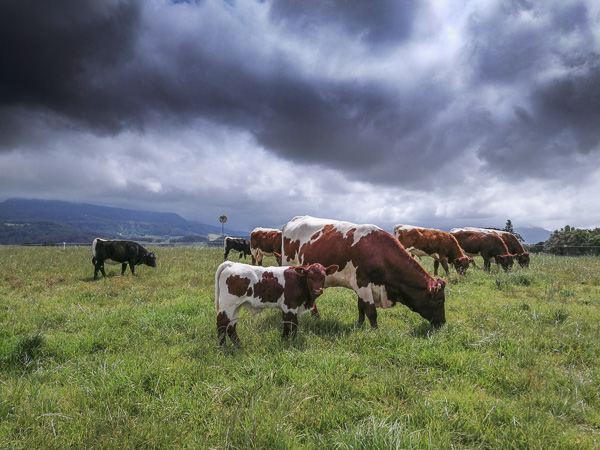 Pinzgauer Herd in NSW